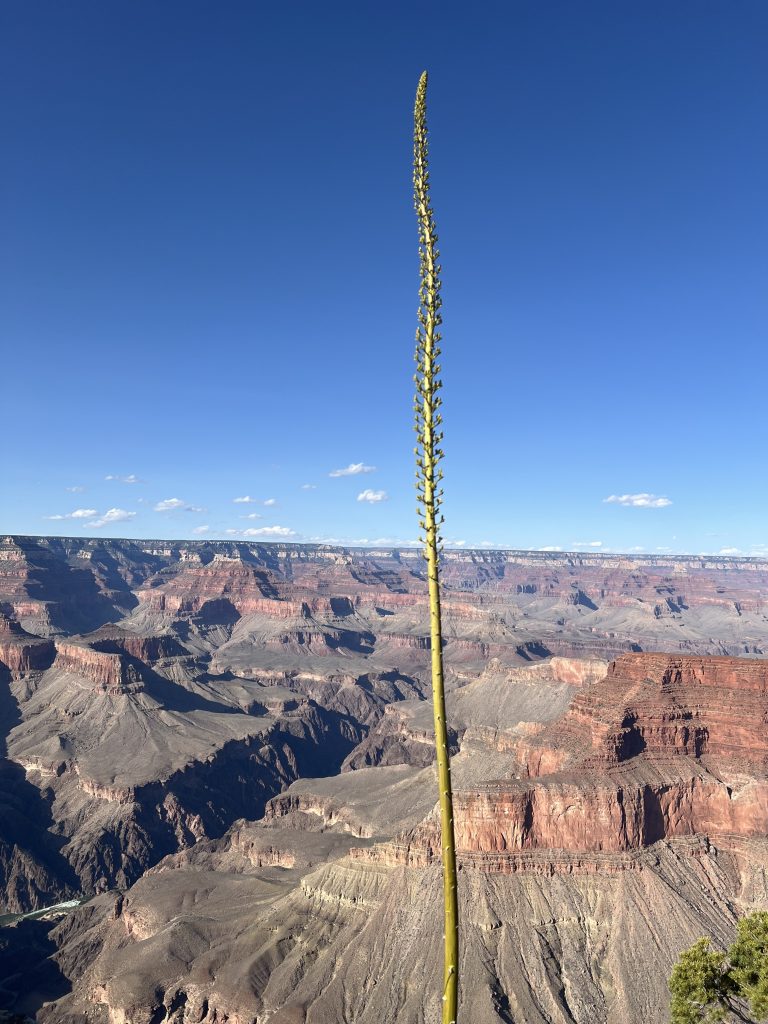 grand canyon national park, arizona
