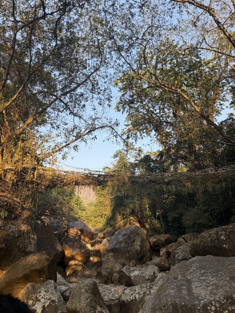 single living root bridge