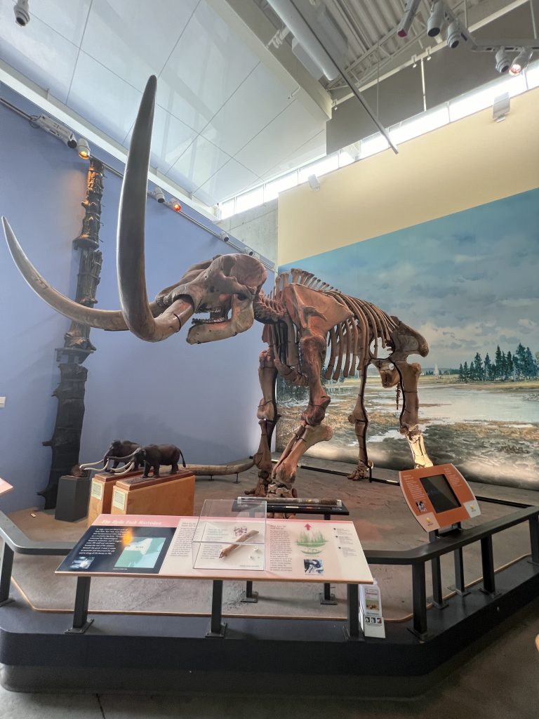 The most complete mastodon skeleton, museum of the earth, finger lakes, ithaca