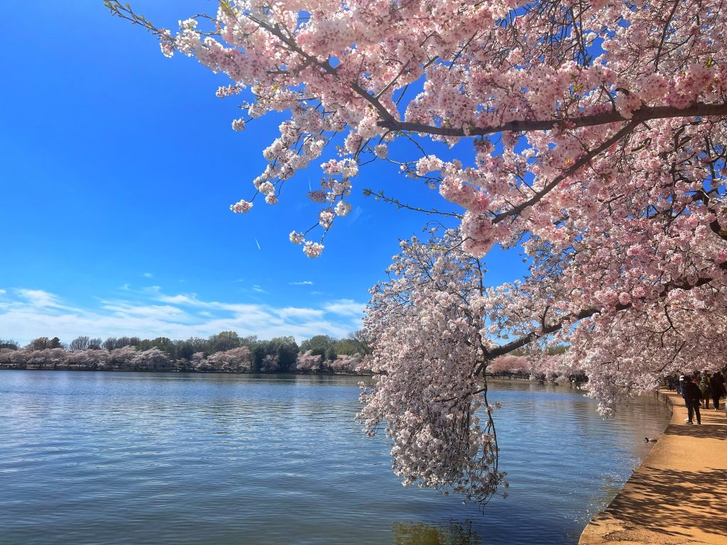 Tidal Basin, Washington DC