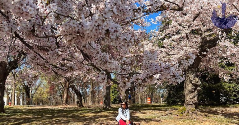 Washington dc cherry blossom