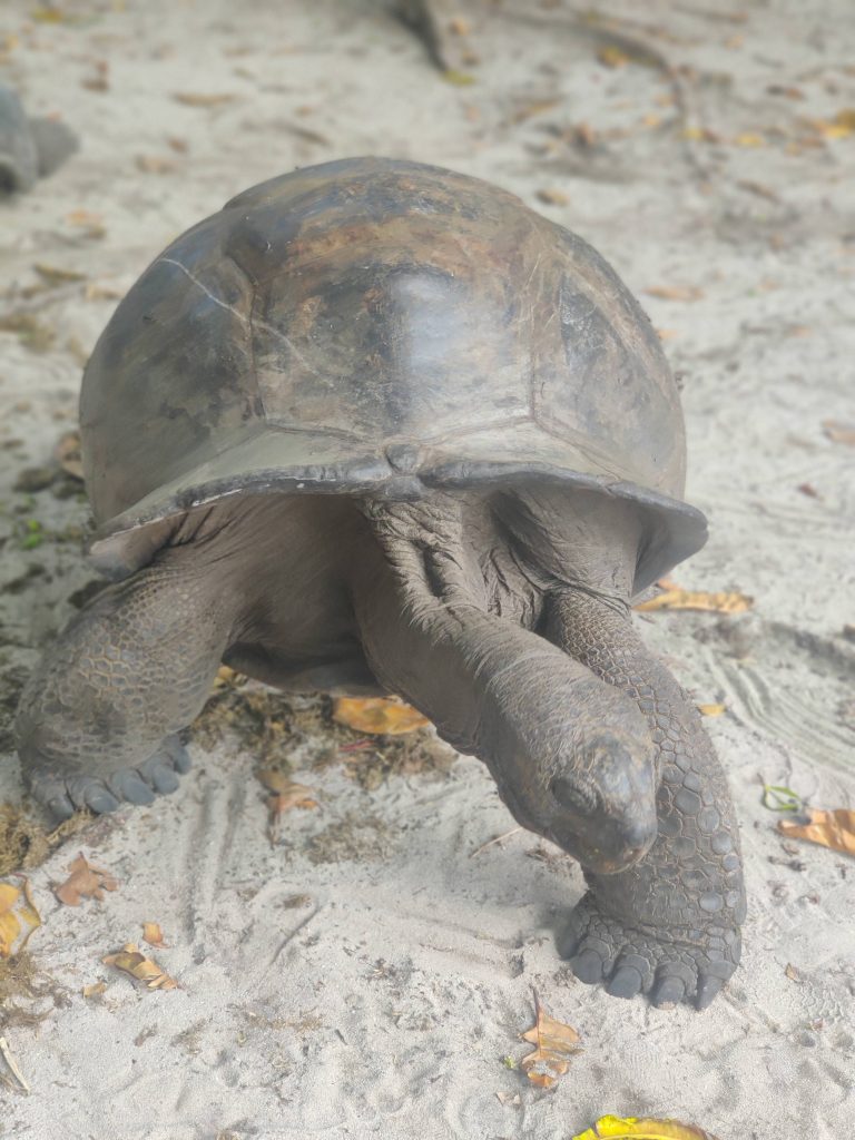 Giant tortoise in Curieuse island